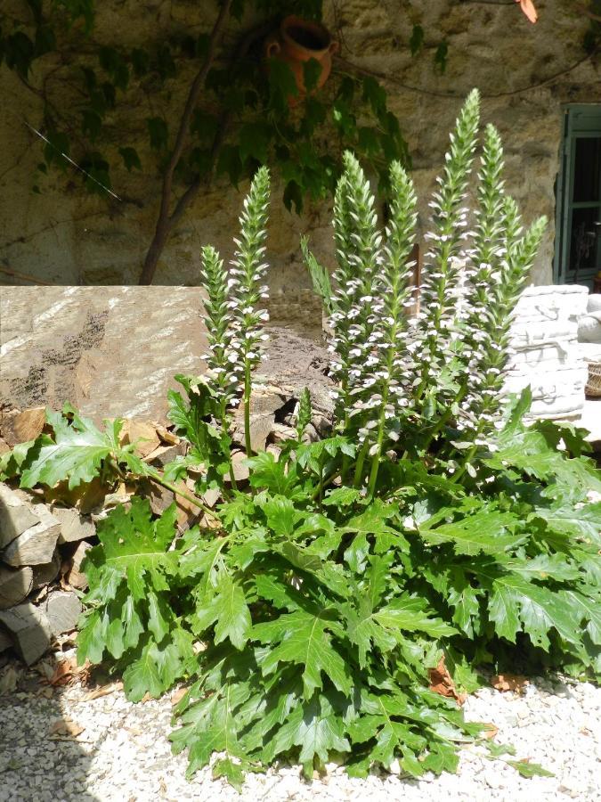 Les Acanthes Lauris Eksteriør bilde